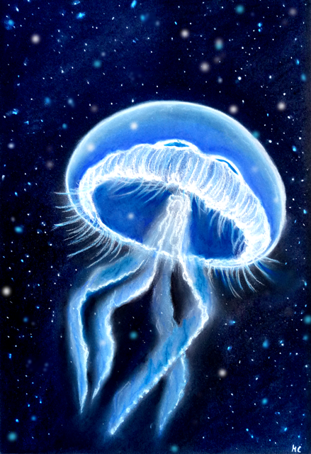 Jellyfish2